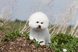 BICHON FRISE 179